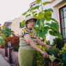 senior woman gardening sunlit backyard Saúde e Bem-estar